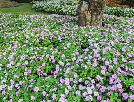 Pink Catharanthus roseus or Madagascar periwinkle flower bed