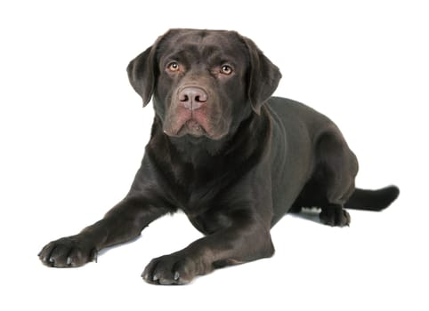 a Labrador lying against a white background,crony