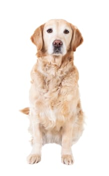 a golden retriever sitting against a white background,crony