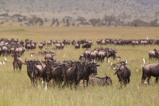 Connochaetes. Big herd of Wildebeests grazing in Serengeti National Park in Tanzania, East Africa.