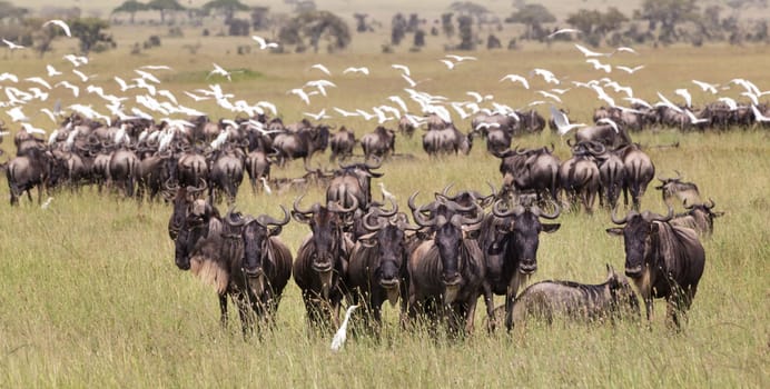 Connochaetes. Big herd of Wildebeests grazing in Serengeti National Park in Tanzania, East Africa.