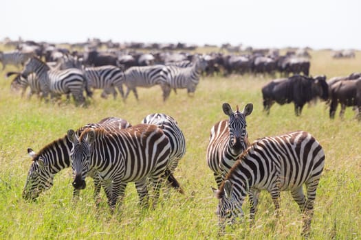Big herd of Zebras and Wildebeests grazing in Serengeti National Park in Tanzania, East Africa. Equus quaggas and Connochaetes.