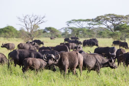 African Buffalo or Cape buffalo, Syncerus caffer, herd in the Ngorongoro Crater national park, Tanzania.