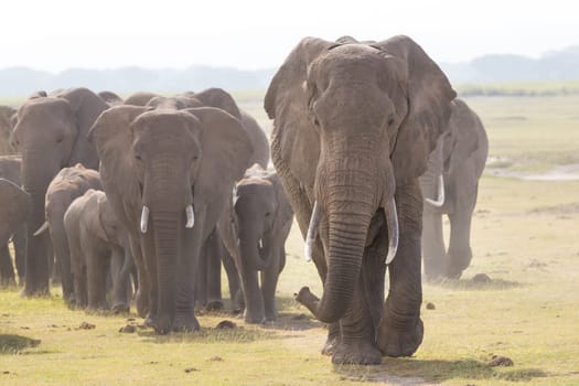 Herd of Elephants at Amboseli National Park, formerly Maasai Amboseli Game Reserve, is in Kajiado District, Rift Valley Province in Kenya. The ecosystem that spreads across the Kenya-Tanzania border.