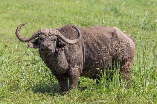African Buffalo or Cape buffalo, Syncerus caffer, in Ngorongoro Crater national park, Tanzania.