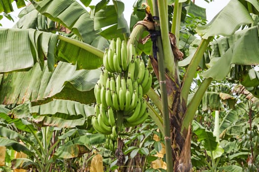 Banana tree on the tree,agriculture with tropical fruit