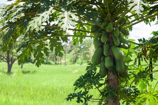 Papaya on the tree,agriculture with tropical fruit
