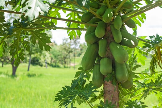 Papaya on the tree,agriculture with tropical fruit