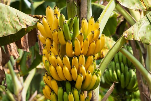 Banana tree,perennial with tropical fruit