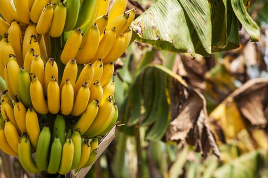 Banana tree,perennial with tropical fruit