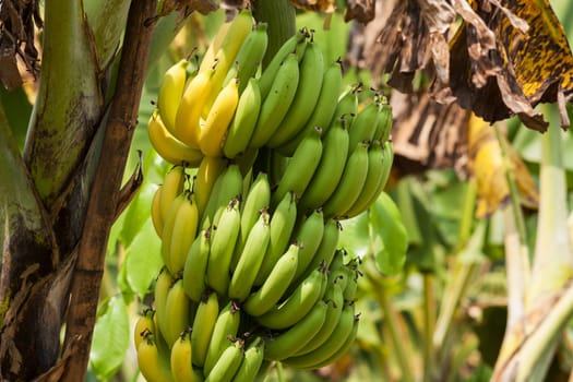 Banana tree,perennial with tropical fruit