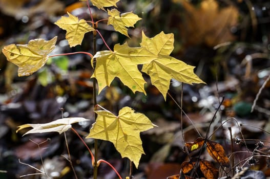 Sprout off a little new maple tree that pops up by the brown forest floor