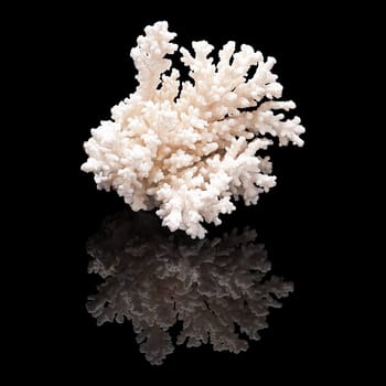White coral on black glossy background isolated with real reflection