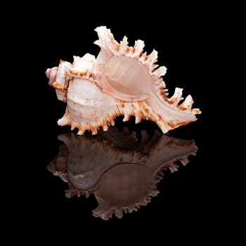 Sea shell with real reflection on black glossy background isolated