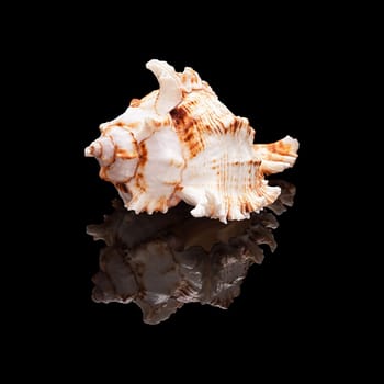 Sea shell with real reflection on black glossy background isolated