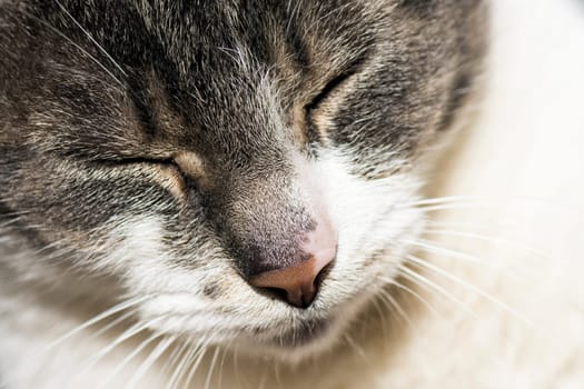 Close-up photo about a portrait of sleeping cat.