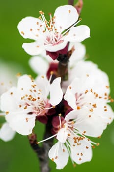Macro photo about the flower on blooming apricot tree at spring.