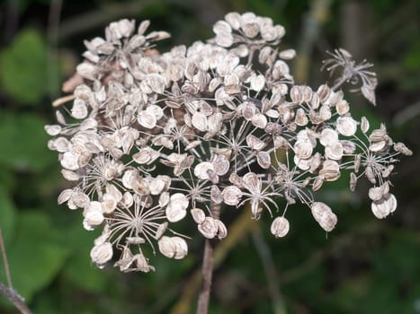 beautiful dead thistle flower head white in full focus  Essex  UK