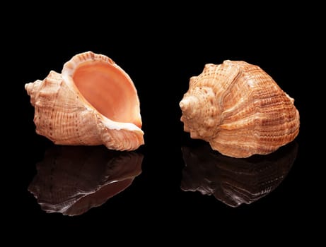 Sea shell set with real reflection on black glossy background isolated