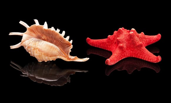 Sea shell with real reflection on black glossy background isolated
