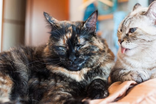 Portrait of european cat. Calico cat or tortoiseshell cat.