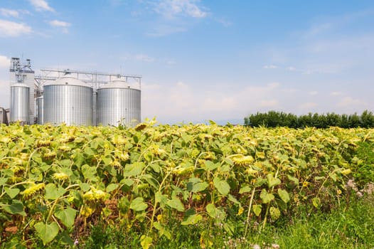 Field of sunflowers ready for harvest, agricultural silos and blue sky with clouds.
