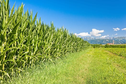Agricultural landscape. Field of corn, mountains and blue sky with clouds.
