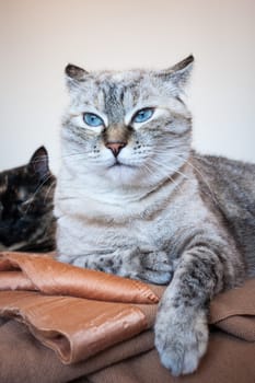 Portrait of tabby cat on brown plaid. European cat.