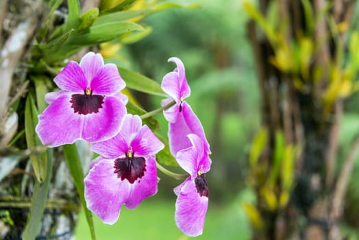 Purple orchid flowers in a cloud forest near Manizales, Colombia