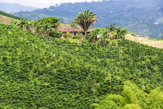 Landscape of hill covered in coffee plants with a small house near Manizales, Colombia