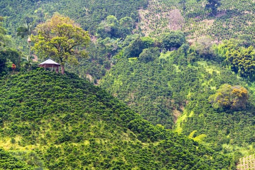 View of hills covered in delicious coffee plants near Manizales, Colombia