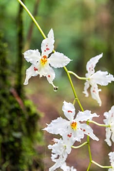 Beautiful small white orchid flowers in a cloud forest near Manizales, Colombia