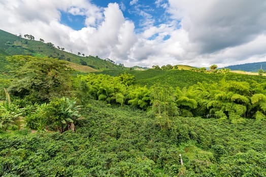 Landscape of a hills covered in coffee plants in the coffee triangle region of Colombia near Manizales