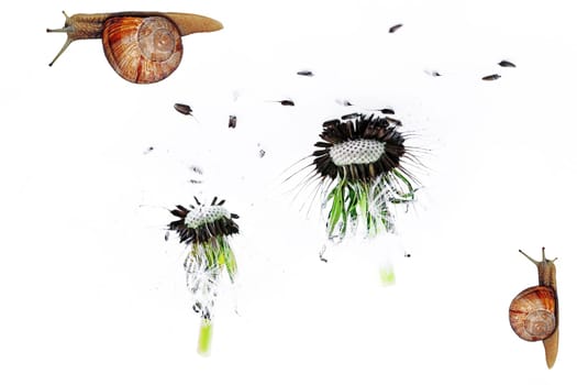 Liberal Arts - Flying Dandelion and Two Vineyard Snails