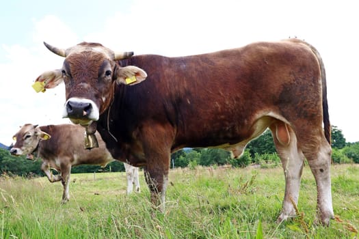 Young bulls in the pasture. Young bulls in the pasture. Young bulls. Braunvieh
