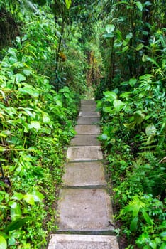 Path through a cloud forest near Manizales, Colombia