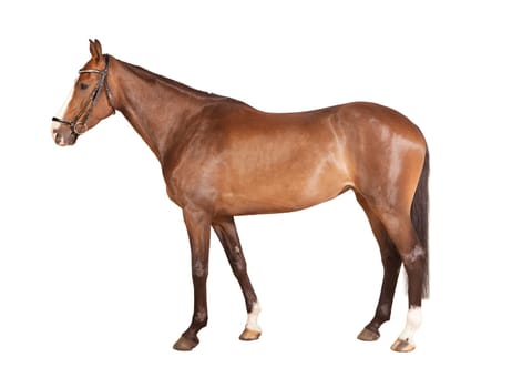a brown riding horse with bridle exposed against a white background