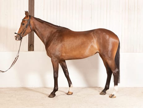 a brown riding horse with bridle and beautiful upper line against a white background
