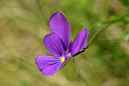 Violet Galmei Pansy (Viola guestphalica)