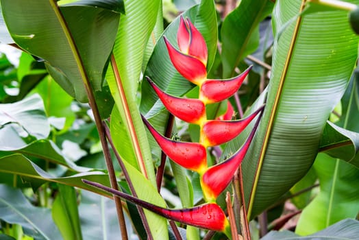 Closeup of a red heliconia rostrata flower in a forest near Manizales, Colombia