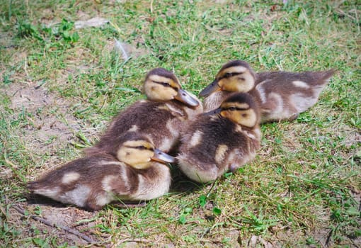 young ducks baby mallards chicks family four animals newborn group