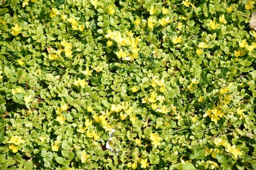 The top view of a wild meadow with the yellow flowers of the Pfennig-Gilbweiderich.