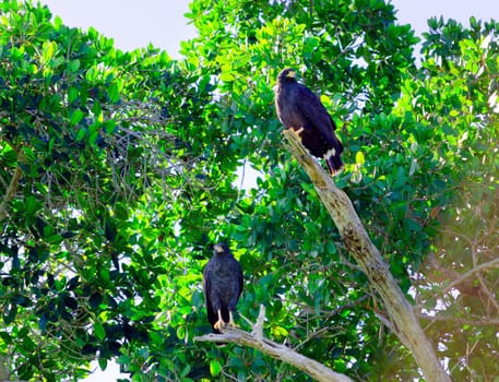 View of eagles in a tree in Rio Lagartos, Mexico