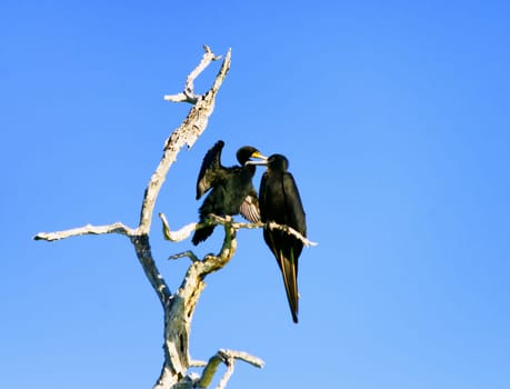 Two Cormorants in tree in Rio Lagartos, Mexico