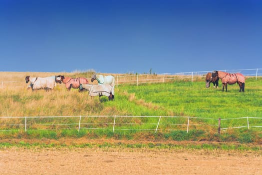 Six horses with different colored blankets.