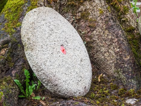 Close-up of an old,worn millstone leaning at the foot of an old mossy conifer.