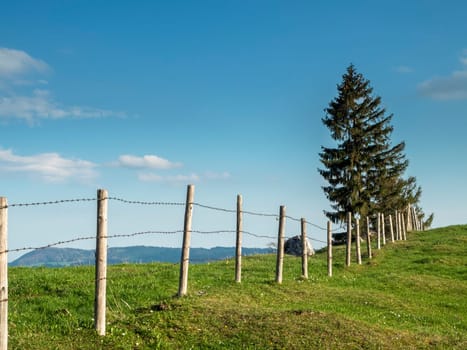 Landscape view with cattle pasture  Electric fence and single fir tree in front of a blue sky in Bavaria.