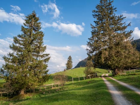 Two fir trees on a path over hilly meadows in the Allgäu near the town of Füssen in Bavaria.