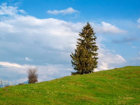 Hilly cattle pasture in the Allgäu with a single fir (lat. apis) and a shrub in front of blue hommel with white clouds.