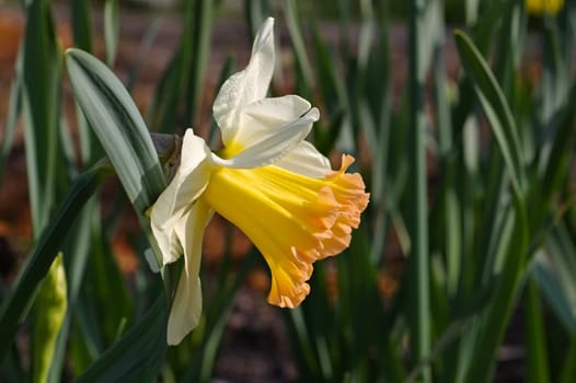 Narcissus of the Salome variety - the Daffodil flower is called Salome